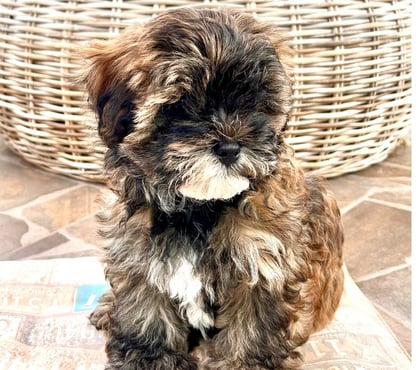 Venta de Mascotas Puerto Montt Llanquihue - Fotos de Hermosos Cachorros (Shih- Pood)