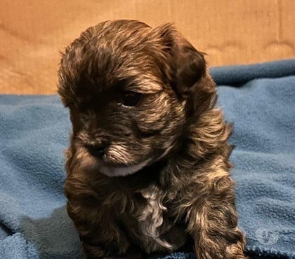Venta de Mascotas Osorno Osorno - Fotos de Hermosos Cachorros (Shih- Pood)
