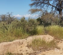 PARCELA EN CAJON DEL LEBU LIMACHE