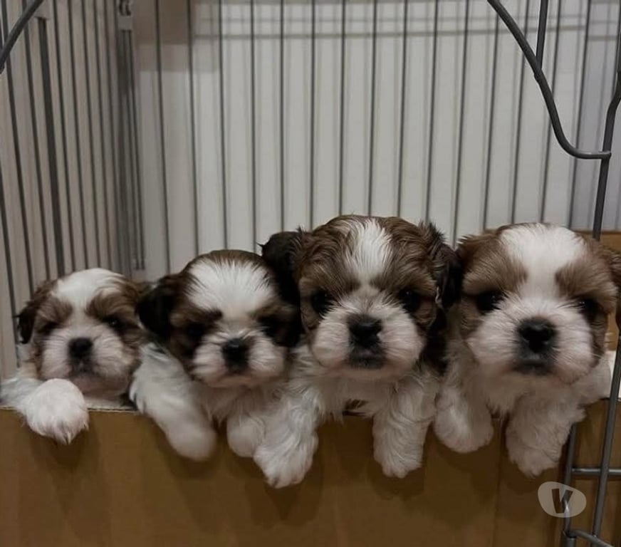 Gatos en Venta Iquique Alto Hospicio - Fotos de LINDOS CACHORROS SHIH TZU DISPONIBLES.