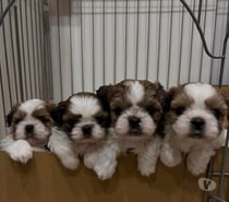 LINDOS CACHORROS SHIH TZU DISPONIBLES.