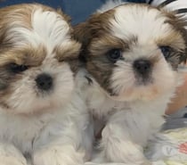 Cachorros Shih tzu machos y hembras disponibles.