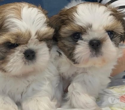 Mascotas en Venta San Bernardo Maipo - Fotos de Cachorros Shih tzu machos y hembras disponibles.