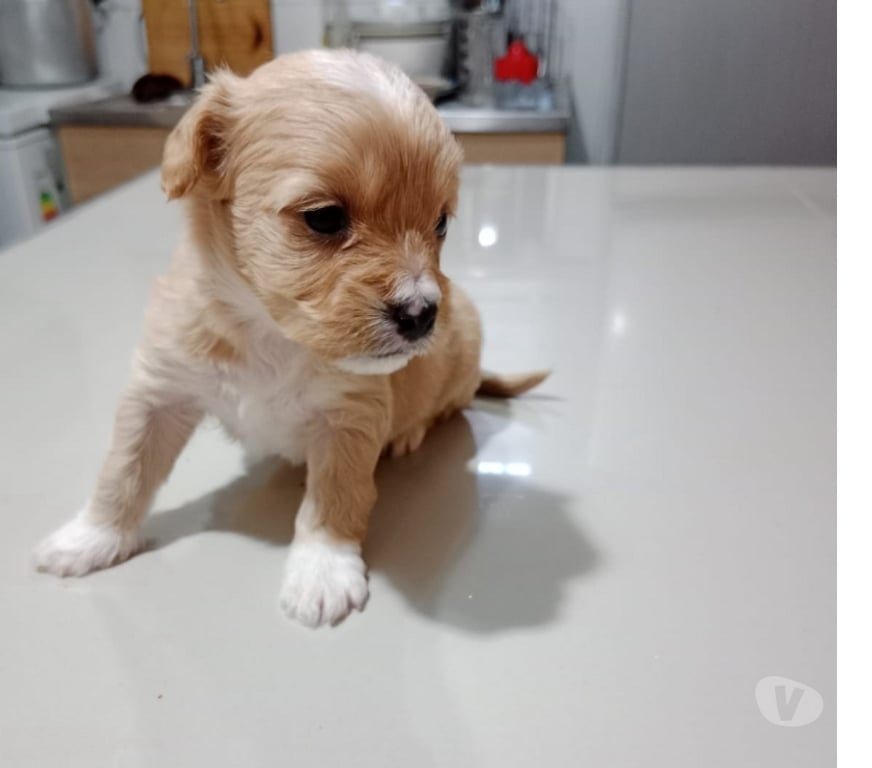Gatos en Venta Santiago Estación Central - Fotos de Cachorritos maltepoo