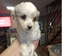Cachorritos maltepoo