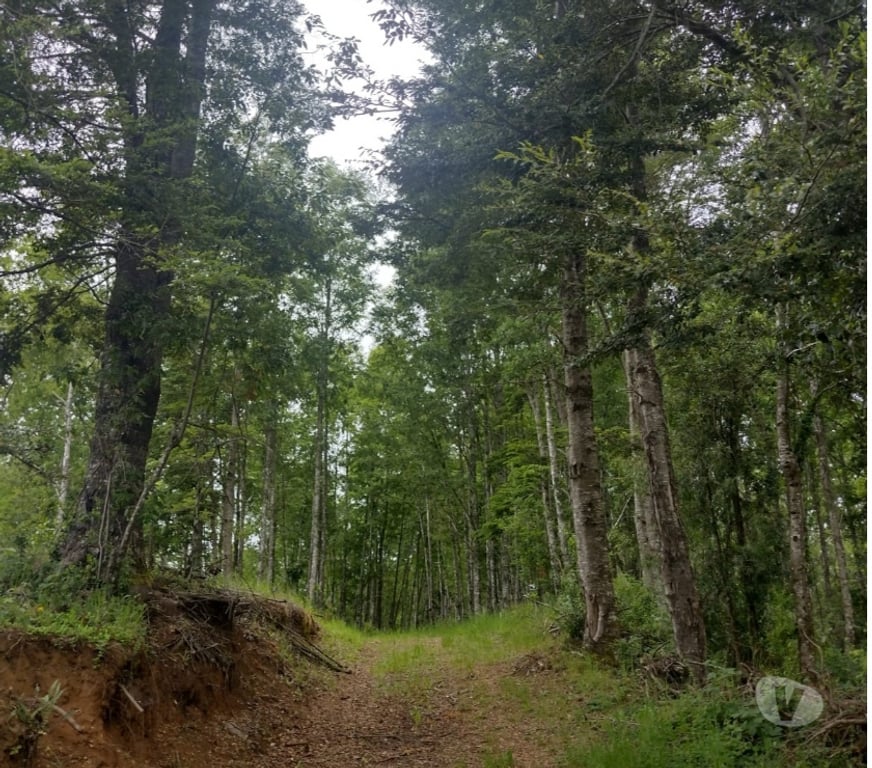 Parcelas en Venta Cautín Villarrica - Fotos de Parcela con hermosa vista desde su planicie