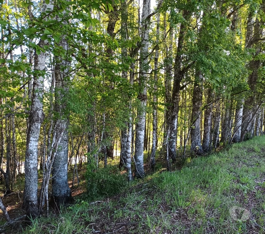 Parcelas en Venta Cautín Villarrica - Fotos de Hermoso terreno de una hectárea