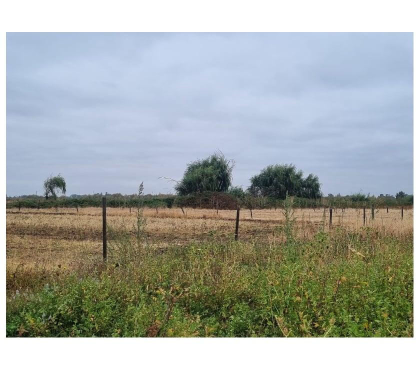Fotos de Terreno 5.7 Ha Orilla Ruta 5 Sur. Chillán. Excelente Precio