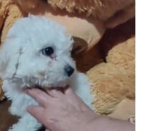 Hermosas cachorritas poodle toy