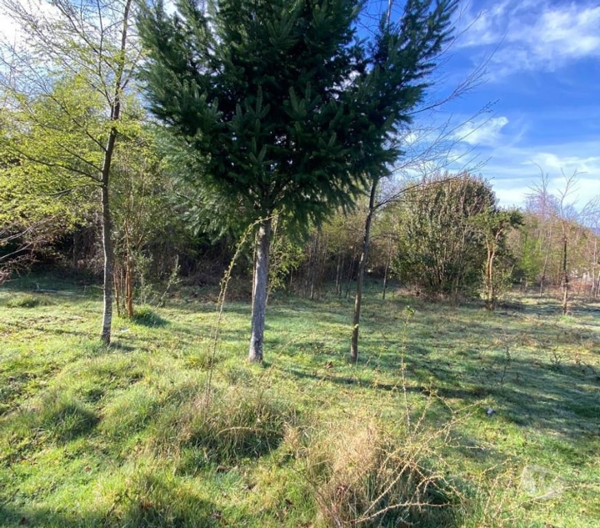 Parcelas en Venta Valdivia Panguipulli - Fotos de Entre Coñaripe y Lican Ray sector pucura