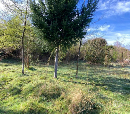 Parcelas en venta Panguipulli Valdivia - Fotos de Entre Coñaripe y Lican Ray sector pucura