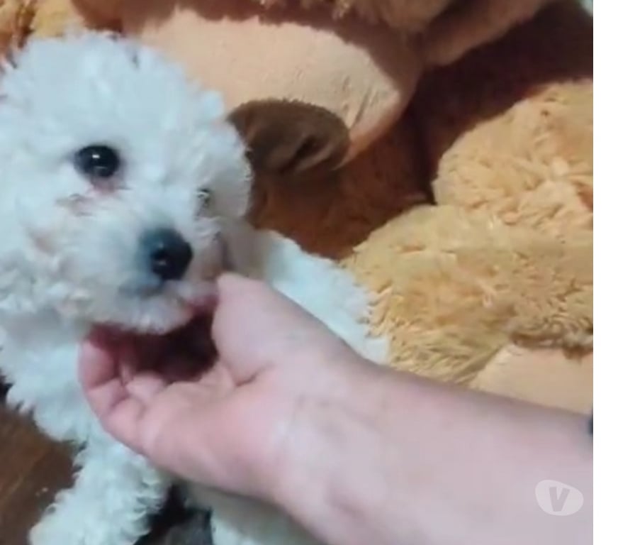 Gatos en Venta Valparaíso Villa Alemana - Fotos de Cachorritos Poodle Toy