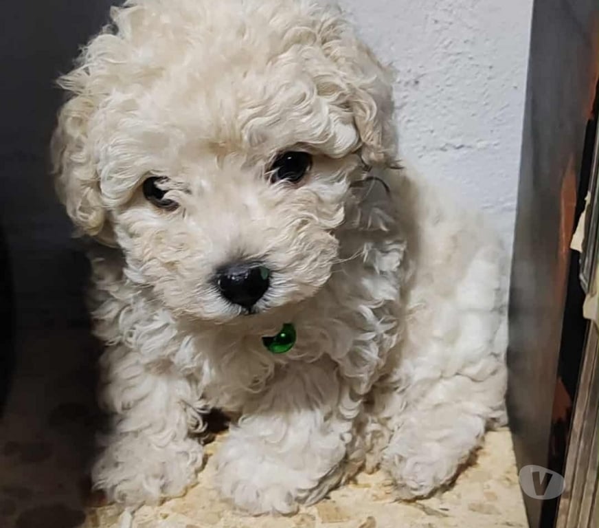 Gatos en Venta Valparaíso Villa Alemana - Fotos de Cachorritos Poodle Toy