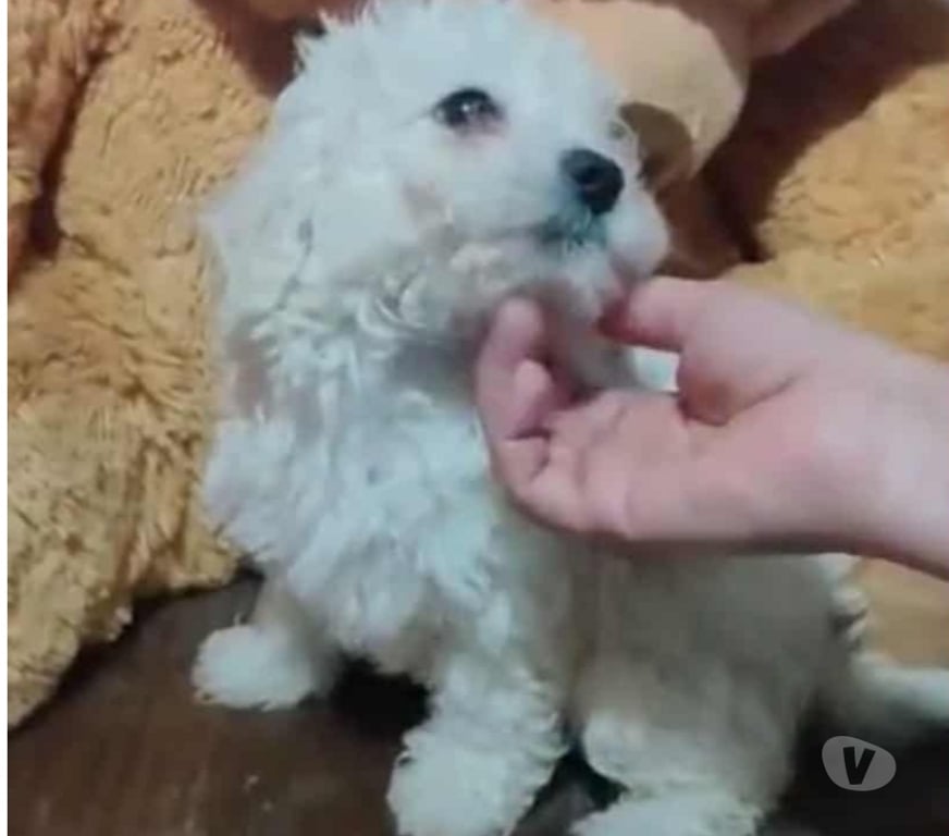 Gatos en Venta Valparaíso Villa Alemana - Fotos de Cachorritos Poodle Toy