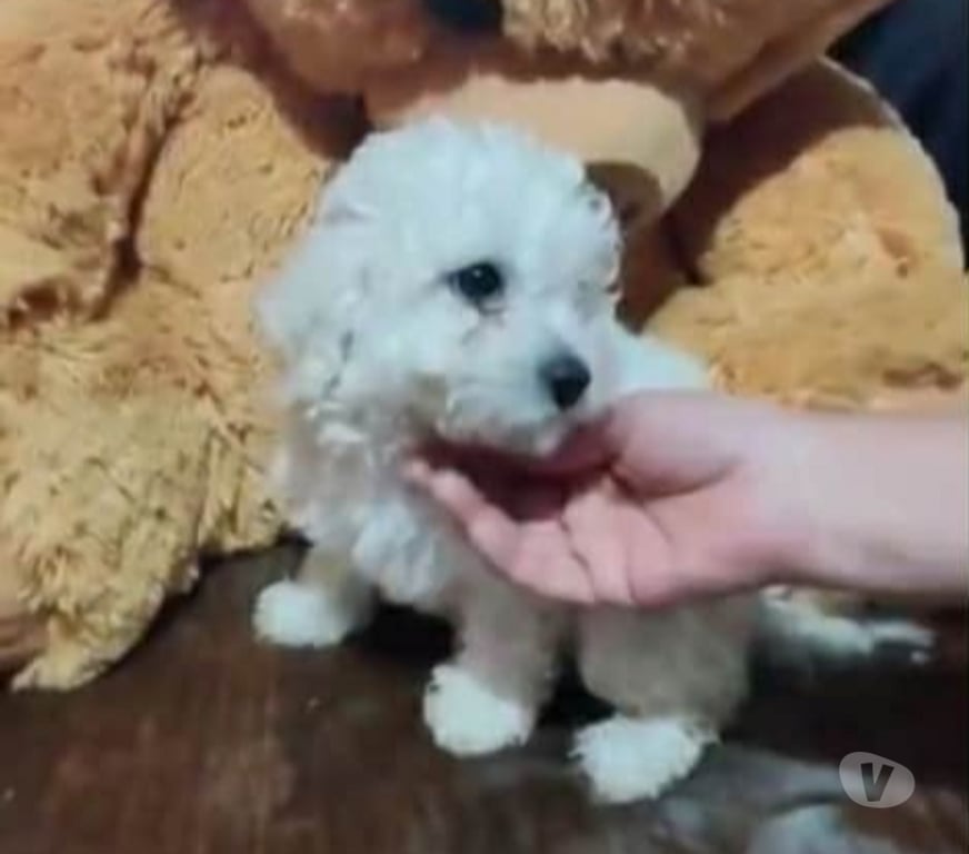 Gatos en Venta Valparaíso Villa Alemana - Fotos de Cachorritos Poodle Toy