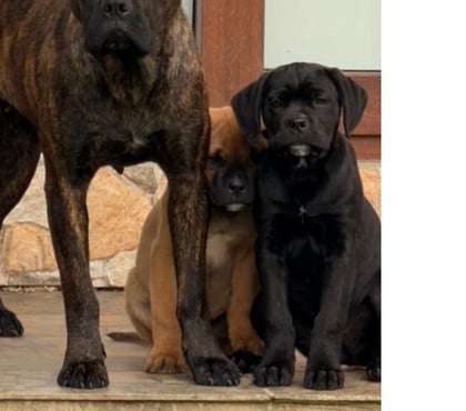 Mascotas en Venta Nueva Imperial Cautín - Fotos de Cachorros Cane corso