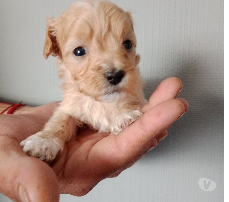 Gatos en Venta Santiago Estación Central - Fotos de Linda pareja de maltipoo