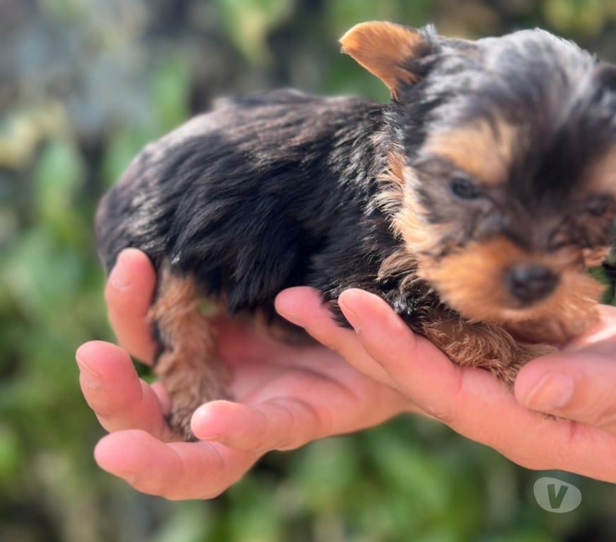 Gatos en Venta Concepción Concepción - Fotos de Yorkshire terrier