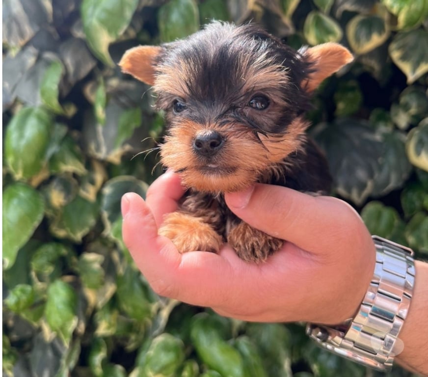 Gatos en Venta Concepción Concepción - Fotos de Yorkshire terrier