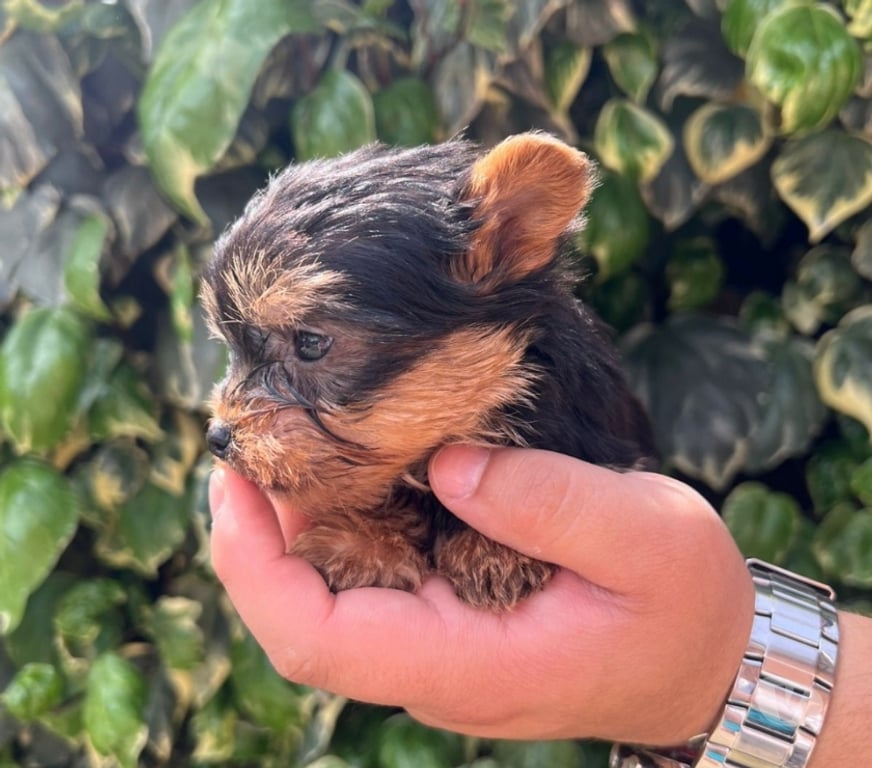 Gatos en Venta Concepción Concepción - Fotos de Yorkshire terrier