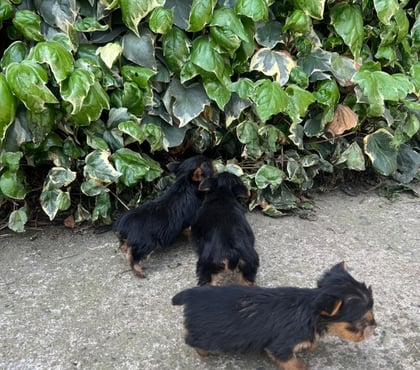 Venta de Mascotas Concepción Concepción - Fotos de Yorkshire terrier