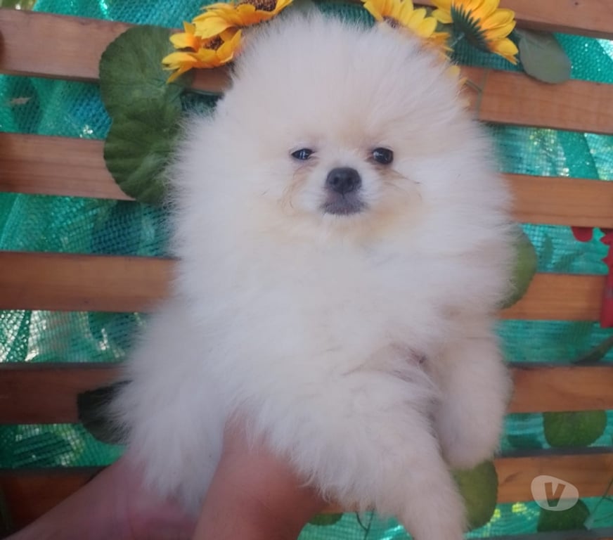 Gatos en Venta Melipilla Melipilla - Fotos de Pomeranios mini cachorros maravillosos