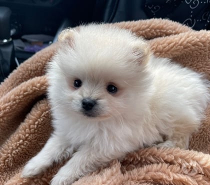 Mascotas en Venta Melipilla Melipilla - Fotos de Pomeranios mini cachorros maravillosos