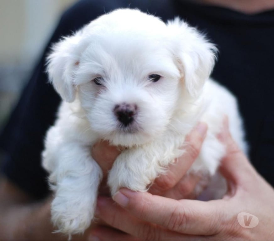 Gatos en Venta Santiago Santiago - Fotos de Cachorros bichon maltes mini