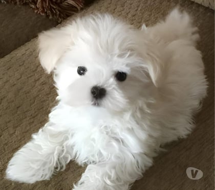 Perros en Venta Santiago Santiago - Fotos de Cachorros bichon maltes mini
