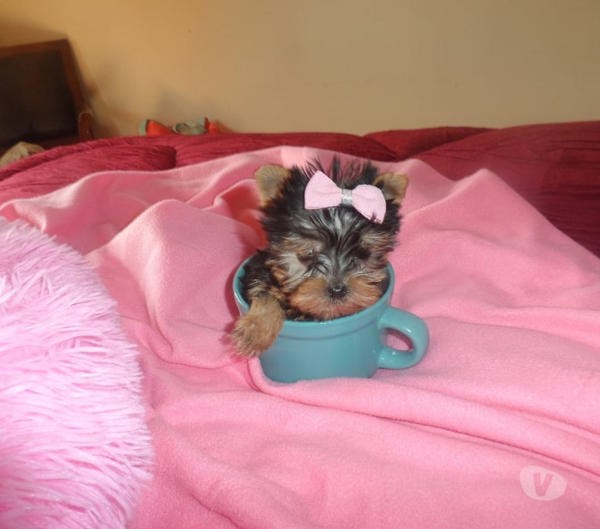 Gatos en Venta Santiago Maipú - Fotos de hermosos yorkshire ultra miniatura