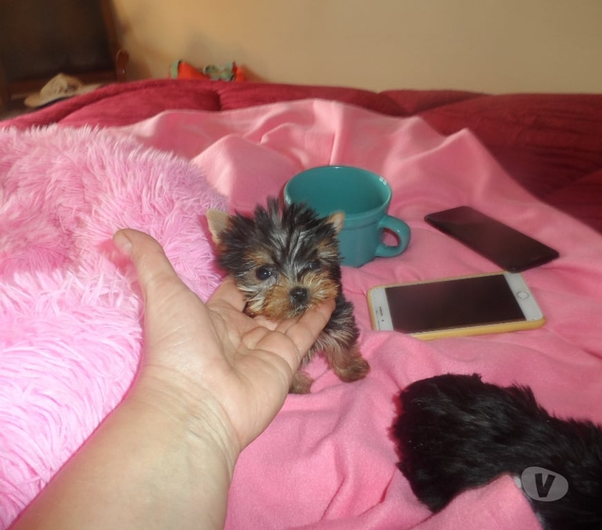 Gatos en Venta Santiago Maipú - Fotos de hermosos yorkshire ultra miniatura