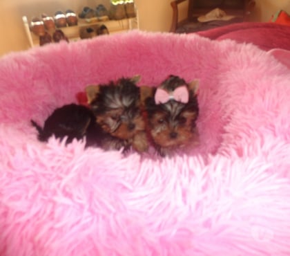 Venta de Mascotas Maipú Santiago - Fotos de hermosos yorkshire ultra miniatura