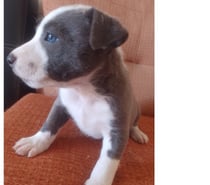 Pitbulls tipo bull