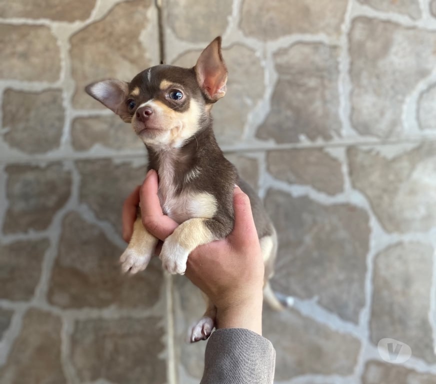 Gatos en Venta Santiago La Cisterna - Fotos de Hermoso machito chocolate cabeza de manzana