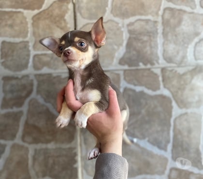 Perros en Venta La Cisterna Santiago - Fotos de Hermoso machito chocolate cabeza de manzana
