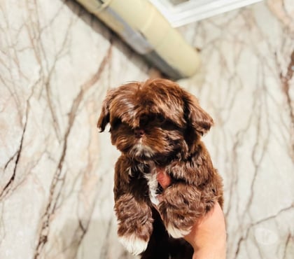 Perros en Venta La Cisterna Santiago - Fotos de Hermoso Shii Tuz machito