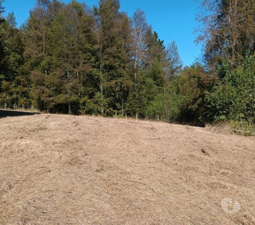 Parcelas en Venta Cautín Villarrica - Fotos de Hermosa parcela con calidad Indígena