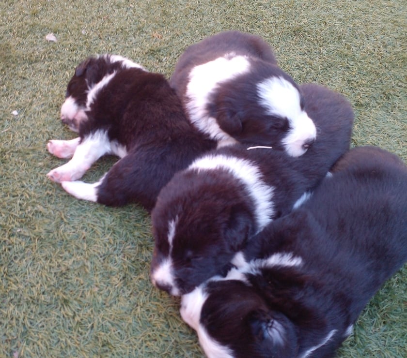 Gatos en Venta Santiago La Florida - Fotos de VENDO HERMOSOS CACHORROS BORDER COLLIE