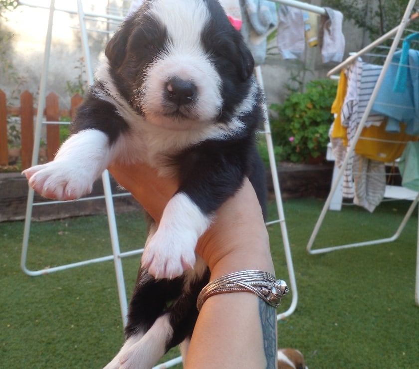 VENDO HERMOSOS CACHORROS BORDER COLLIE
