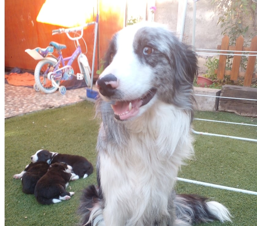 Gatos en Venta Santiago La Florida - Fotos de VENDO HERMOSOS CACHORROS BORDER COLLIE