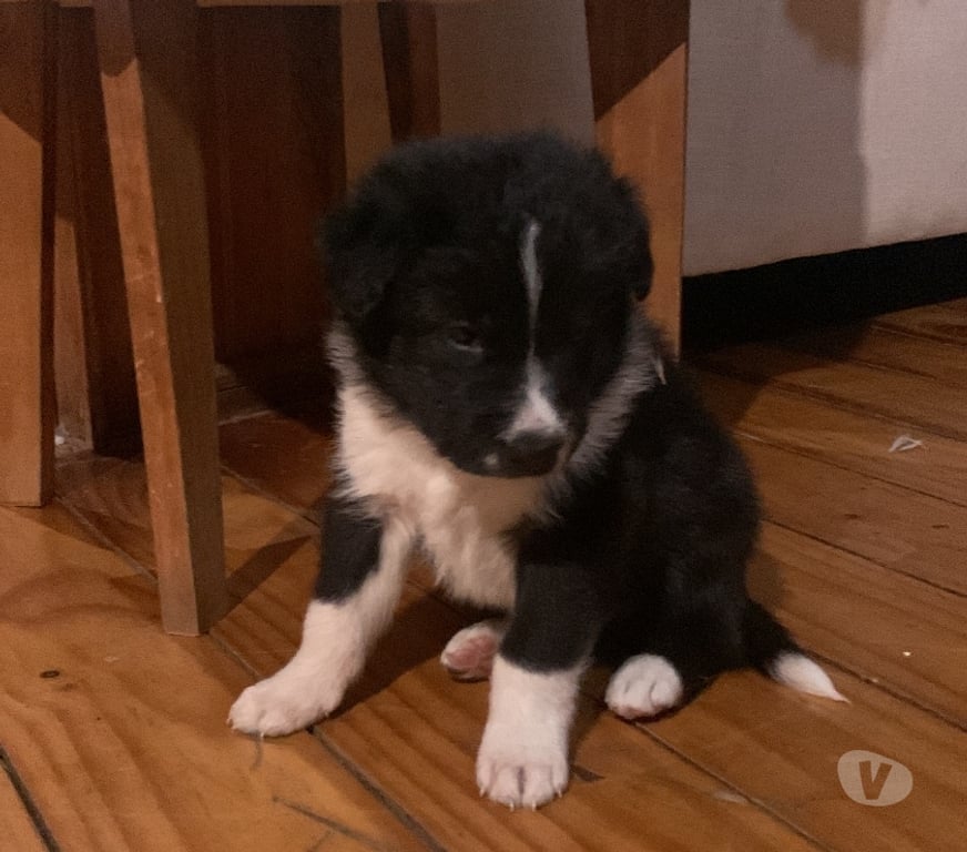 Gatos en Venta Santiago La Reina - Fotos de CACHORRO BORDER COLLIE A LA VENTA