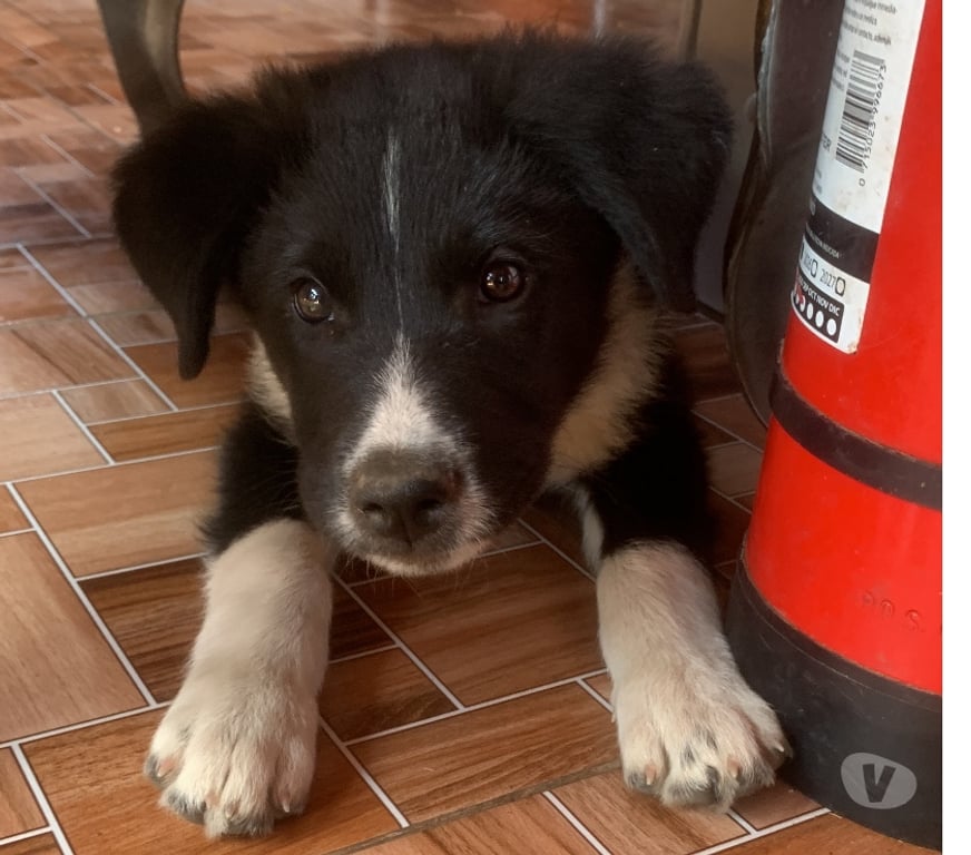 Gatos en Venta Santiago La Reina - Fotos de CACHORRO BORDER COLLIE A LA VENTA