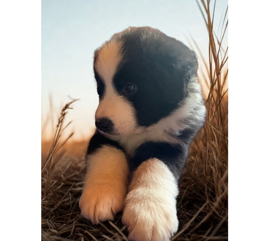 Gatos en Venta Santiago La Reina - Fotos de CACHORROS BORDER COLLIE A LA VENTA