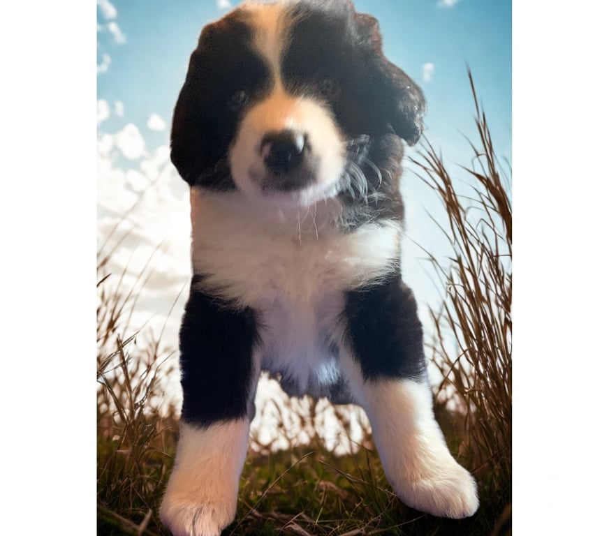 Gatos en Venta Santiago La Reina - Fotos de CACHORROS BORDER COLLIE A LA VENTA