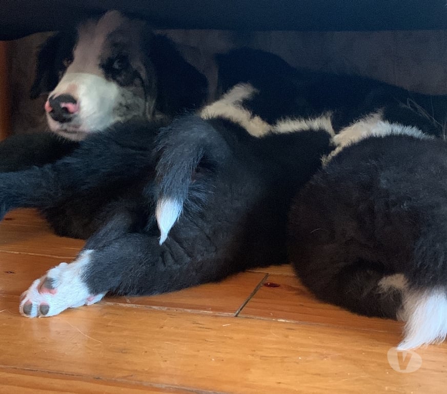 Gatos en Venta Santiago La Reina - Fotos de CACHORRO BORDER COLLIE A LA VENTA