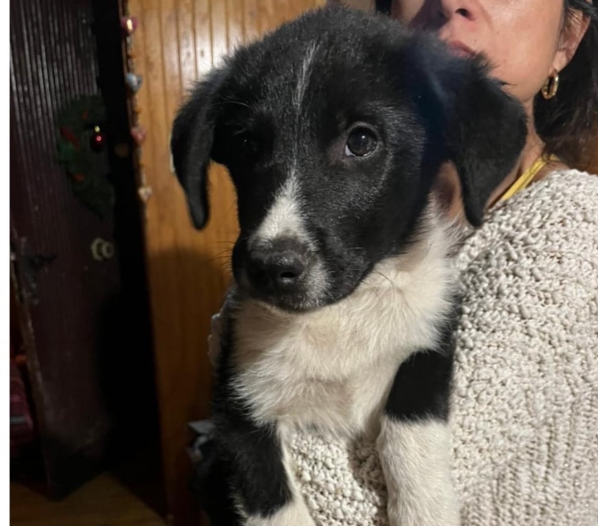 Gatos en Venta Santiago La Reina - Fotos de CACHORRO BORDER COLLIE A LA VENTA