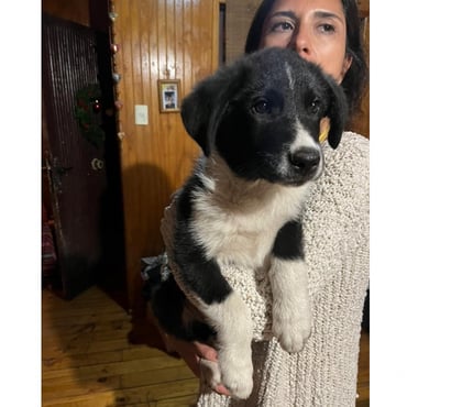 Gatos en Venta La Reina Santiago - Fotos de CACHORRO BORDER COLLIE A LA VENTA