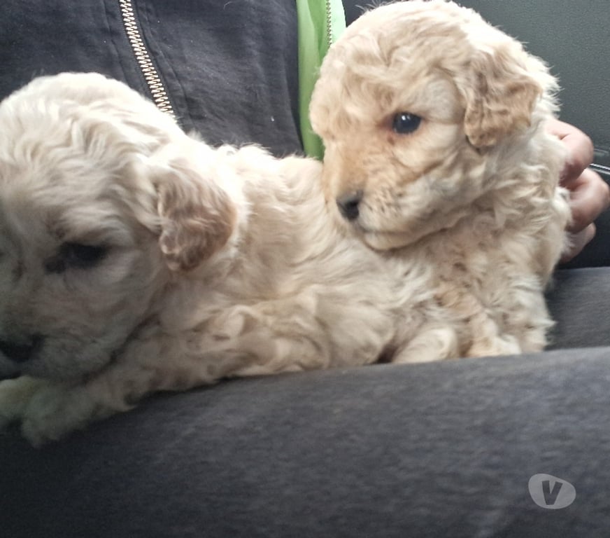 Gatos en Venta Santiago La Florida - Fotos de Poodle micro toy 150.000