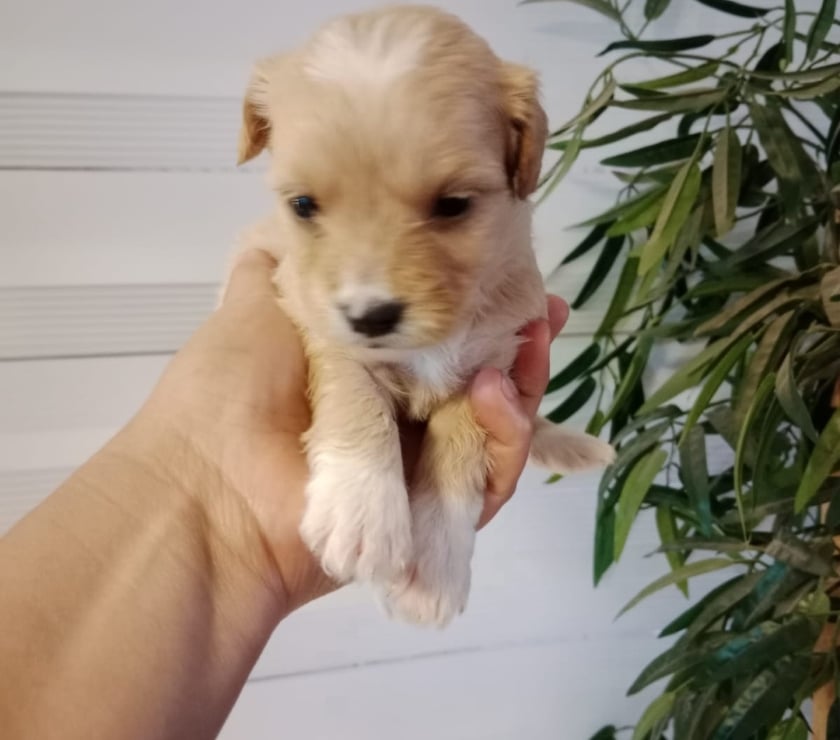 Perritos maltipoo