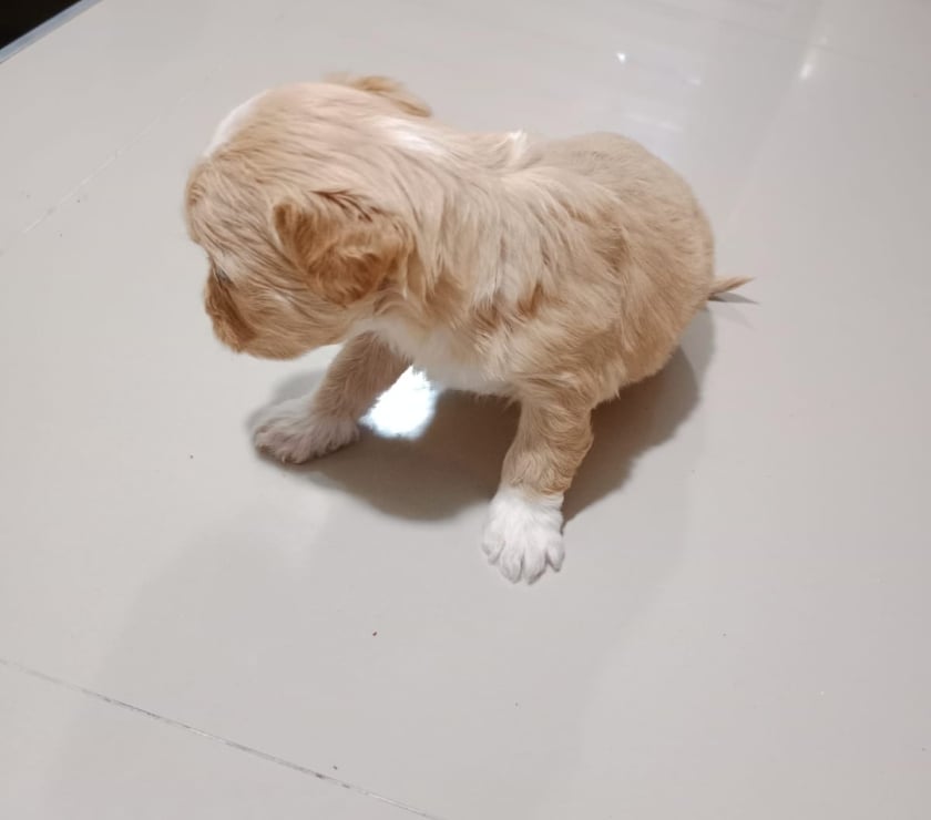 Gatos en Venta Santiago Estación Central - Fotos de Perritos maltipoo